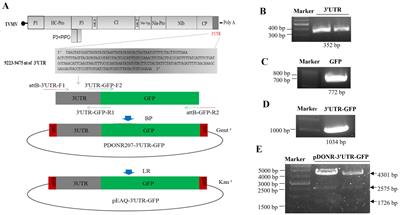 3'UTR of tobacco vein mottling virus regulates downstream GFP expression and changes in host gene expression